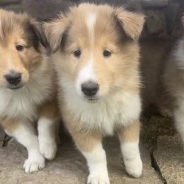 Collies from Sandy Acres Farm