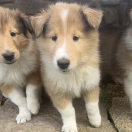 Collies from Sandy Acres Farm