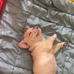 French Bulldog Puppies from MaFrenchiesBadandBoujee