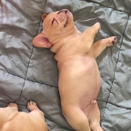 French Bulldog Puppies from MaFrenchiesBadandBoujee