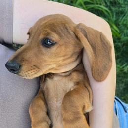 Conrad - Sable male Dachshund puppy in Signal Mountain, Washington from Hot Diggity Doxens