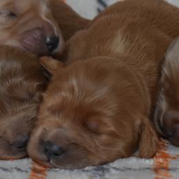 Male 4 of 4 - Apricot male Goldendoodle puppy in Macedon, New York from Toodles Goldendoodles