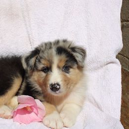 Zander - Blue merle male Australian Shepherd puppy in Honey Brook, Pennsylvania from New Adventures Puppies