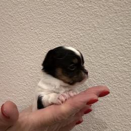 8,000k  XXsmall size,meet  Baron - Black and white male Chihuahua puppy in Burleson, Texas from Tiny Diiamond Chihuahua