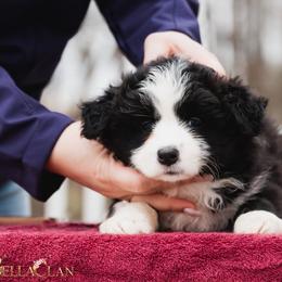 Agatha - Black and white female Border Collie puppy in Bryantown, Maryland from Bellaclan Border Collies
