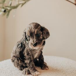 Green Boy - Merle male Cavapoo puppy in Mckinney, Texas from Doodles of North Tx