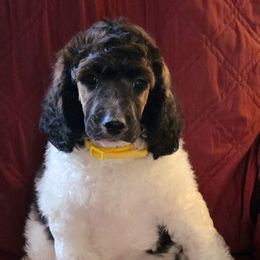Cupit - Parti Poodle puppy in Nottingham, Maryland from A & A Pinedale Standard Poodles