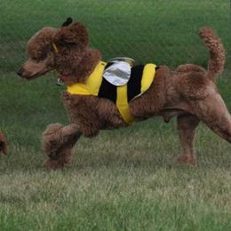 Poodle Puppies from Noblelee Kennel