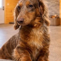 Brownie - Dachshund