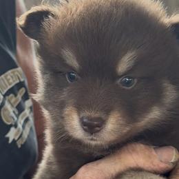 Ross - Chocolate male Pomsky puppy in Spring Hill, Florida from PDQ Pomskies