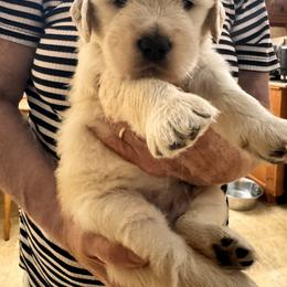 Girl Red - Light golden female Golden Retriever puppy in Chesapeake, Virginia from Goldilocks Golden Retrievers