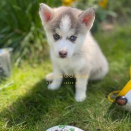 Miss Independence - Blue female Pomsky puppy in Bay City, Michigan from GrizzLee Bears Perfect Pomskies