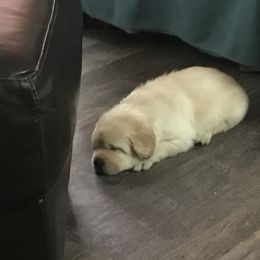 Labrador Retriever Puppies from Artesian Labradors