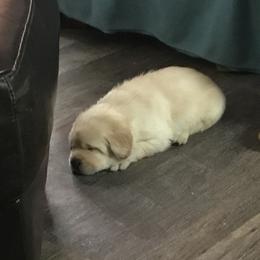 Labrador Retriever Puppies from Artesian Labradors
