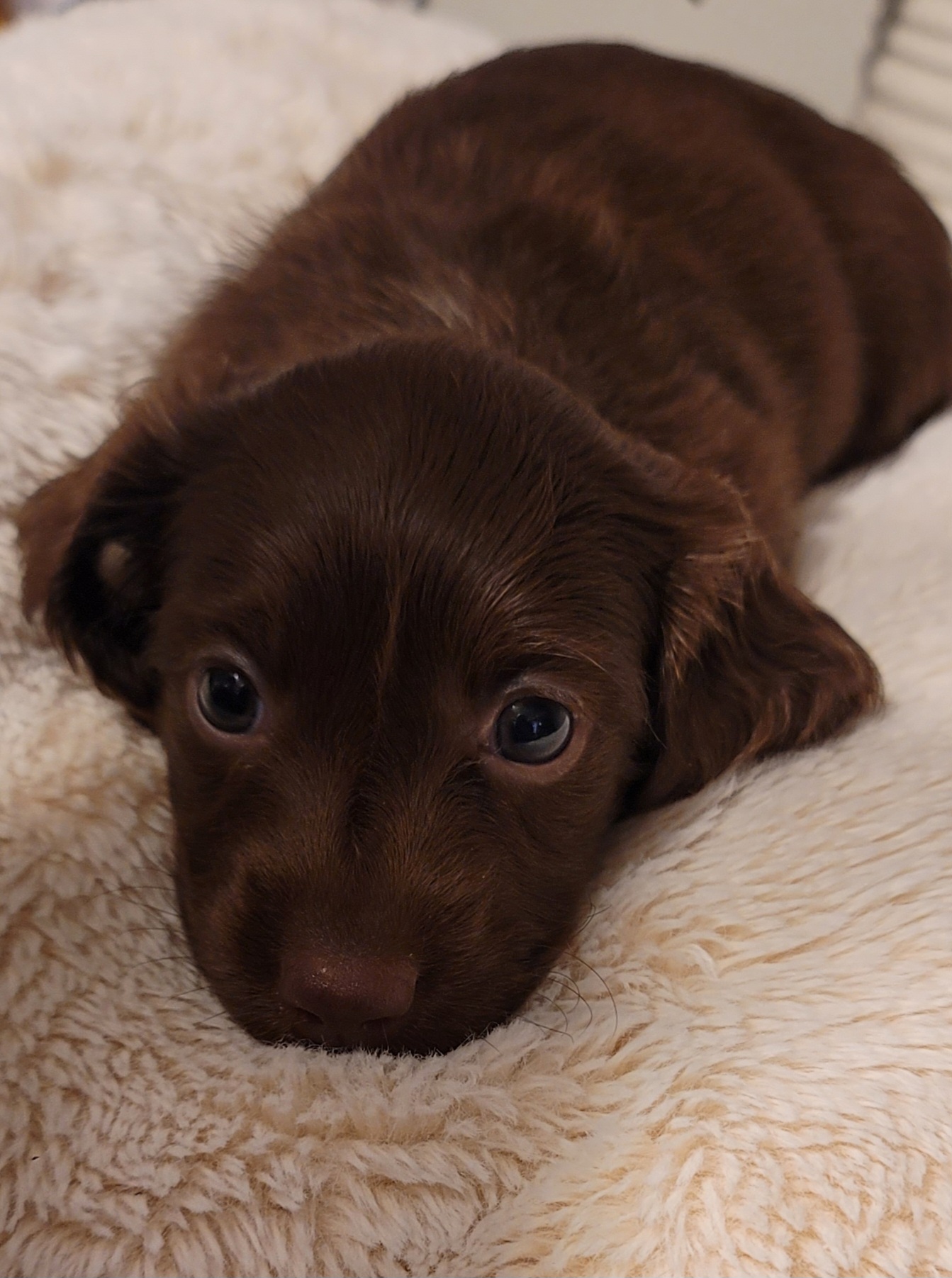 Dachshunds from Wonderful Weiners
