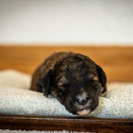 Bernedoodle, Cavapoo, and Poodle Puppies from Positively Doodles