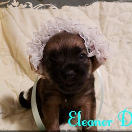 Border Terrier Puppies from Cornerstone Border Terriers