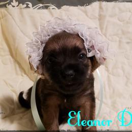 Border Terrier Puppies from Cornerstone Border Terriers