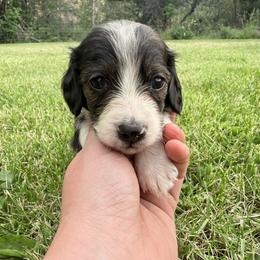 Boy 3 - Brindle male Dachshund puppy in Umatilla County, Oregon from Divine Dogs