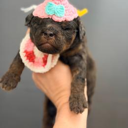 Luna - Harry Potter Litter - Merle female Bernedoodle puppy in Charleston, South Carolina from Palm Belle Doodles