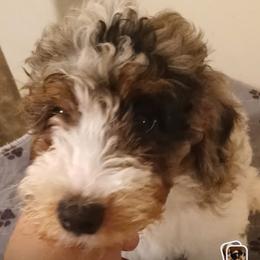 Boy two - Parti male Poodle puppy in East Providence, Rhode Island from Marta's Cavaliers