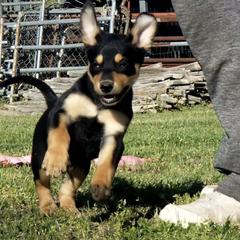Australian Cattle Dog and Australian Kelpie Puppies from Carben Copy