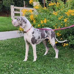 Leahna - Great Dane