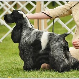 English Cocker Spaniels and German Shorthaired Pointers from Ashwind kennels