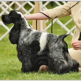 English Cocker Spaniels and German Shorthaired Pointers from Ashwind kennels