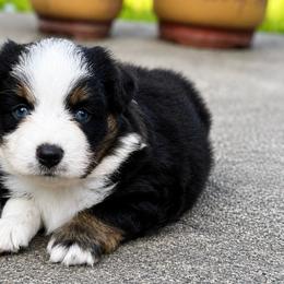 Vegas - Black tri female Miniature American Shepherd puppy in Leitchfield, Kentucky from Legendmaker MAS