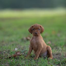 Girl 2 - Golden rust female Vizsla puppy in Greensburg, Kentucky from Nosam Kennels- Hungarian Vizslas, and German Shorthairs Located in Kentucky