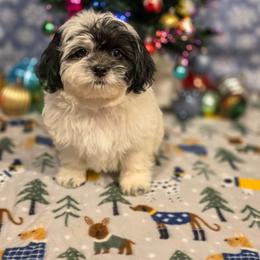 Poodle, Shichon, Shihpoo, Shih Tzu, and Shorkie Puppies from Ever After Tails