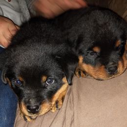 Rottweiler Puppies from Gateway Rottweilers