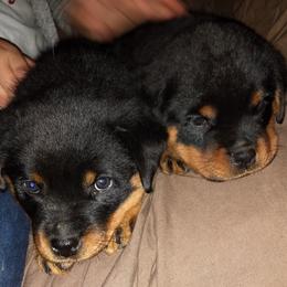 Rottweiler Puppies from Gateway Rottweilers