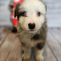 Ajax - Blue merle male Miniature Australian Shepherd puppy in Macomb, Missouri from Faunus Farms and Aussies