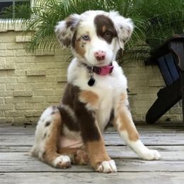 Aussiedoodle, Australian Shepherd, and Miniature Australian Shepherd Puppies from Royal J Aussies and Aussiedoodles