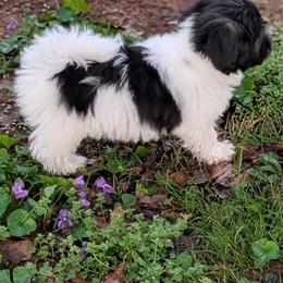 Eclipse - Black and white male Havanese puppy in Anderson, South Carolina from Moe's Goldens and HavAntics