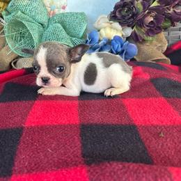 Petite Piebald Girl - White and brindle female French Bulldog puppy in Vineland, New Jersey from Corgis at the Jersey Shore/Frenchie Connection