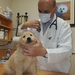 Golden Retriever Puppies from Nutmeg's Golden Puppy Dog