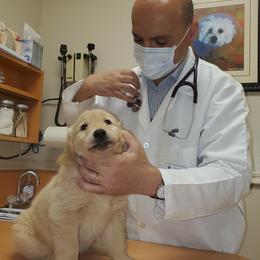 Golden Retriever Puppies from Nutmeg's Golden Puppy Dog