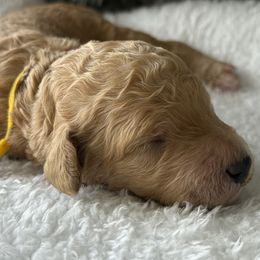 Miss Yellow Collar - Apricot female Poodle puppy in Screven, Georgia from Dreamland Standard Poodles