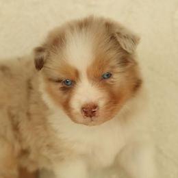 Corinthians - Red merle female Australian Shepherd puppy in Leavenworth, Kansas from Silverbrook Australian Shepherds
