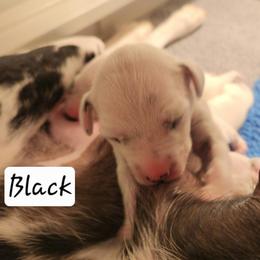 Black collar - White and black male Dalmatian puppy in Hagerstown, Maryland from Stagecoach Dalmatians