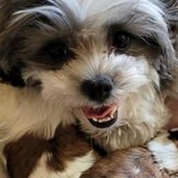 Shichons and Shih Tzus from Teddy Bear (Shichon) Puppies!