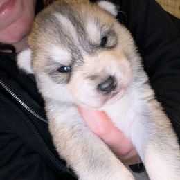 Sargent - Gray and white male Siberian Husky puppy in Wisconsin from Liberty Siberians