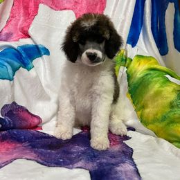 Isadora Girl 2 - Sable Poodle puppy in Bristol, Virginia from Schrute Farms Standard Poodles