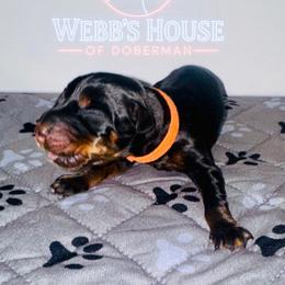 Orange Collar Male - Black and rust male Doberman Pinscher puppy in Bargersville, Indiana from Webb’s House of Doberman LLC