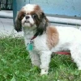 Red - Shih Tzu