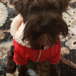 Miniature Schnauzers from Napier Hill Kennels