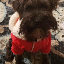 Miniature Schnauzers from Napier Hill Kennels